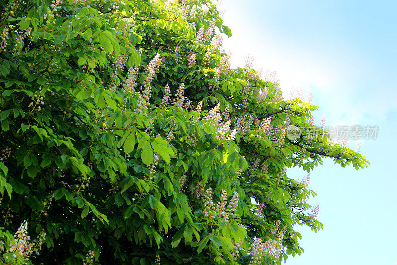 白马栗子花(七叶树/七叶树)，特写图像